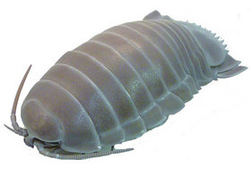 �ͥ����㡼�ƥ��˥��顼 ���������������ॷ �ե����奢 